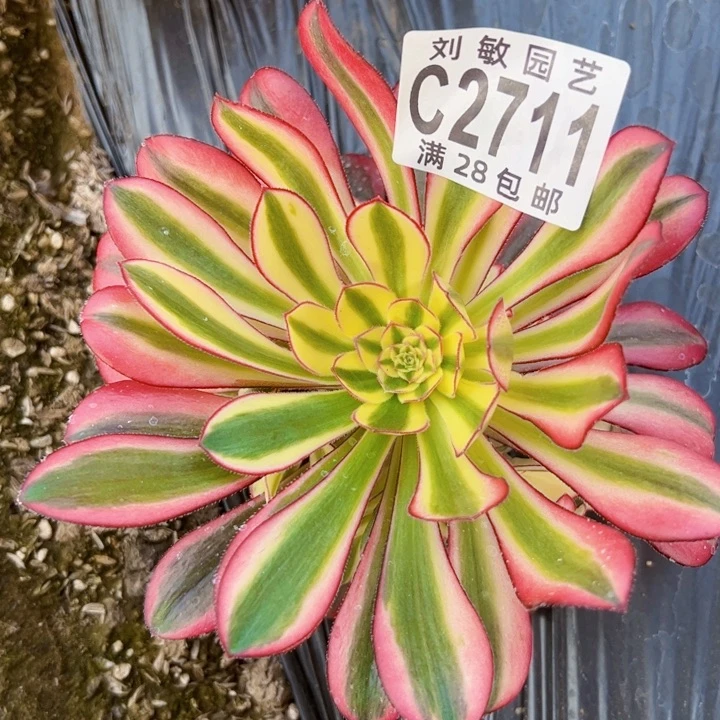 2711多肉植物法师法师