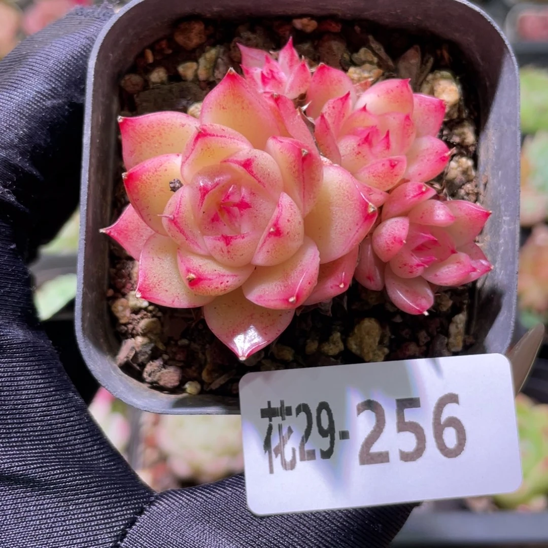 花利美29-256麦秆