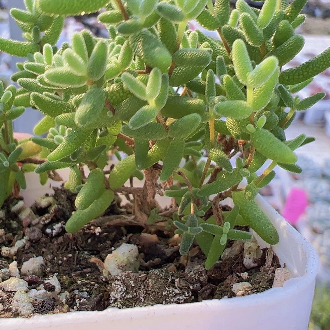 蜜桔枝干19包邮多肉