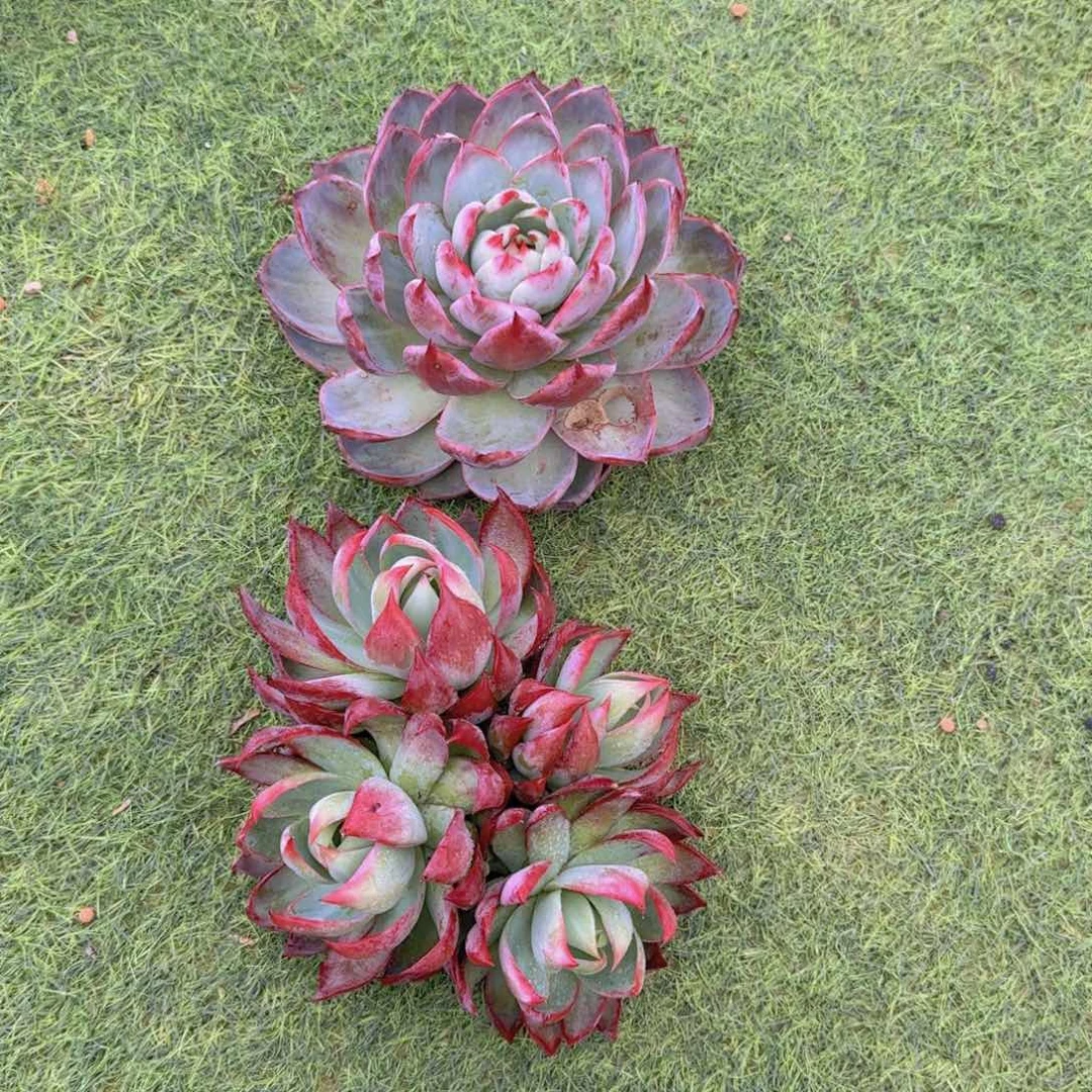 熊***烧8888888888888888888