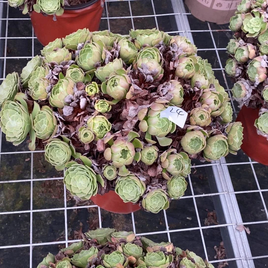 多肉植物组合拼盘24