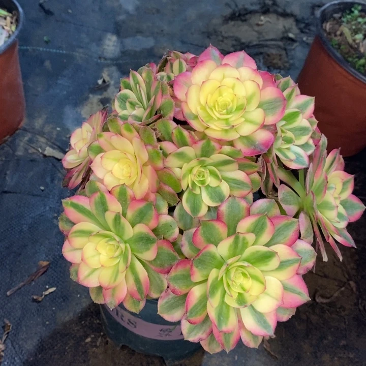 荔枝多肉植物13。