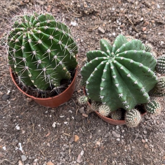露露品种球2颗花色随机脱土发