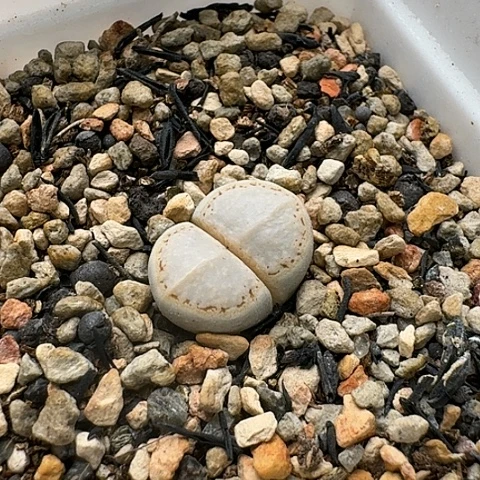 3550，糖霜饼干.1621.6母本净窗