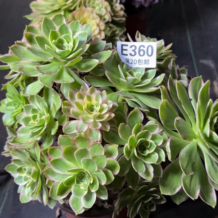 瑞妈一物一拍360