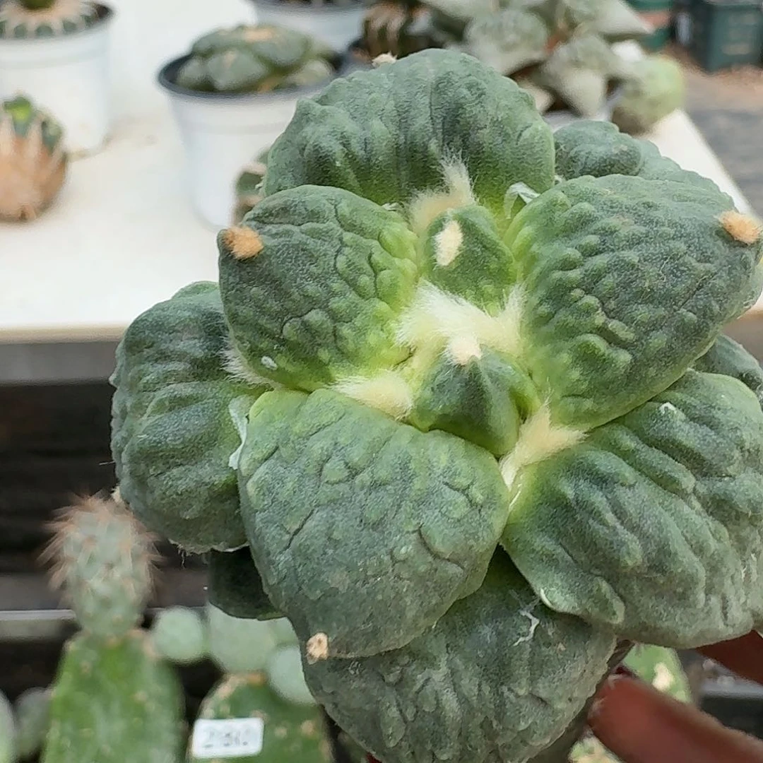 【闪购商品】无花朵老*怒涛374