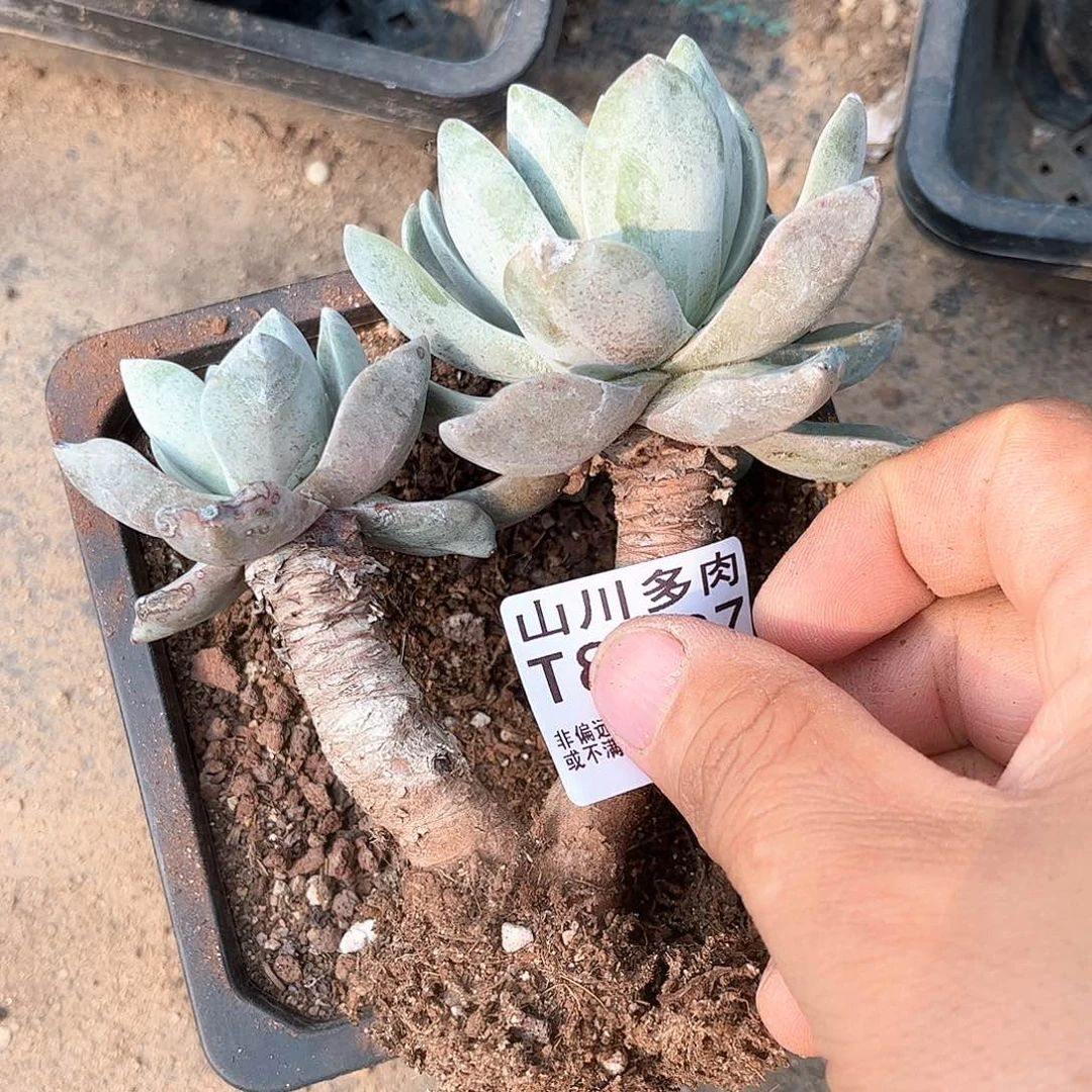 8997泡芙苹果叶多肉