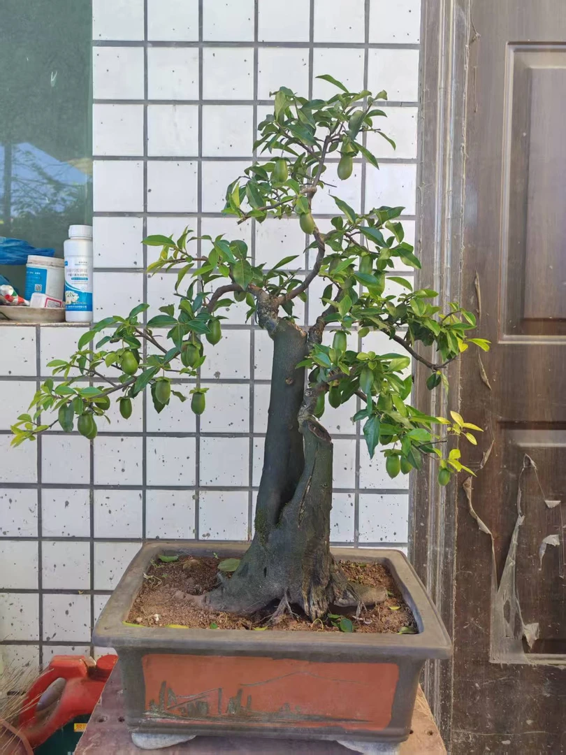 金弹子金枝玉叶桃金娘精品盆景非直播间下单不发货成品都美竹