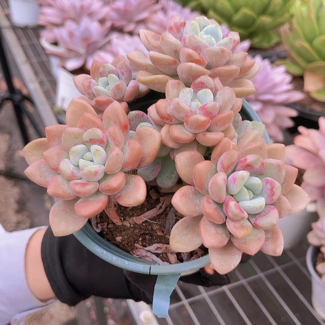 花瓣露15宫公分999999999900