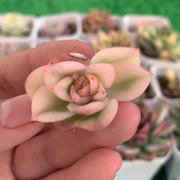 弗罗瑞安娜锦，锦哥