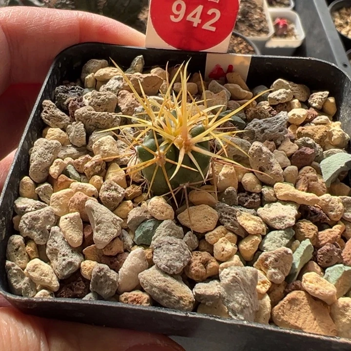 实生特选金刺金冠龙1.6cm