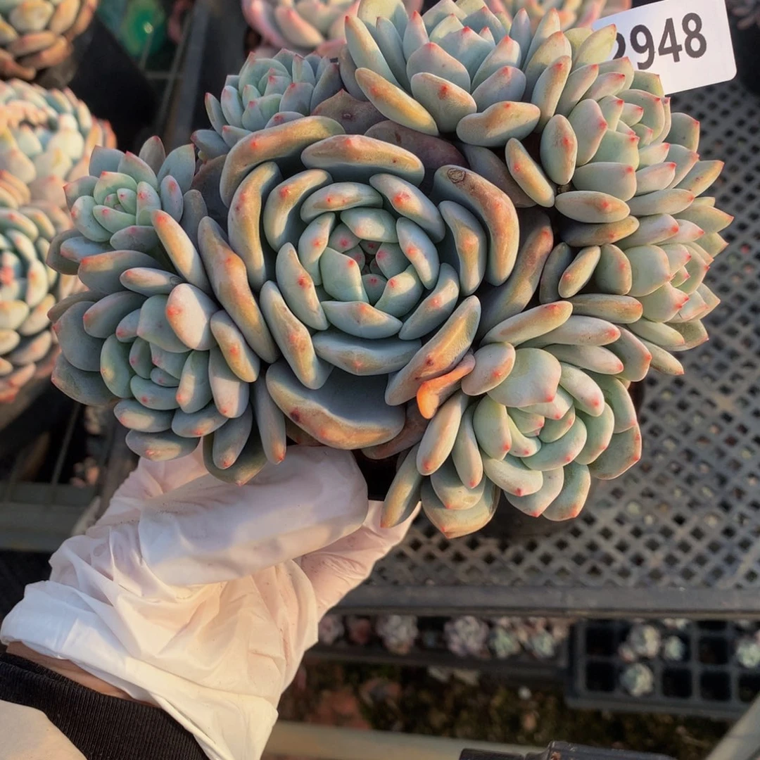 ❤️***2948多头一个小孩子在等待我