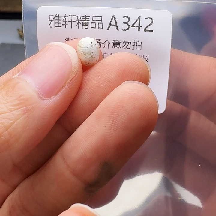 裸石琥珀未镶嵌琥珀