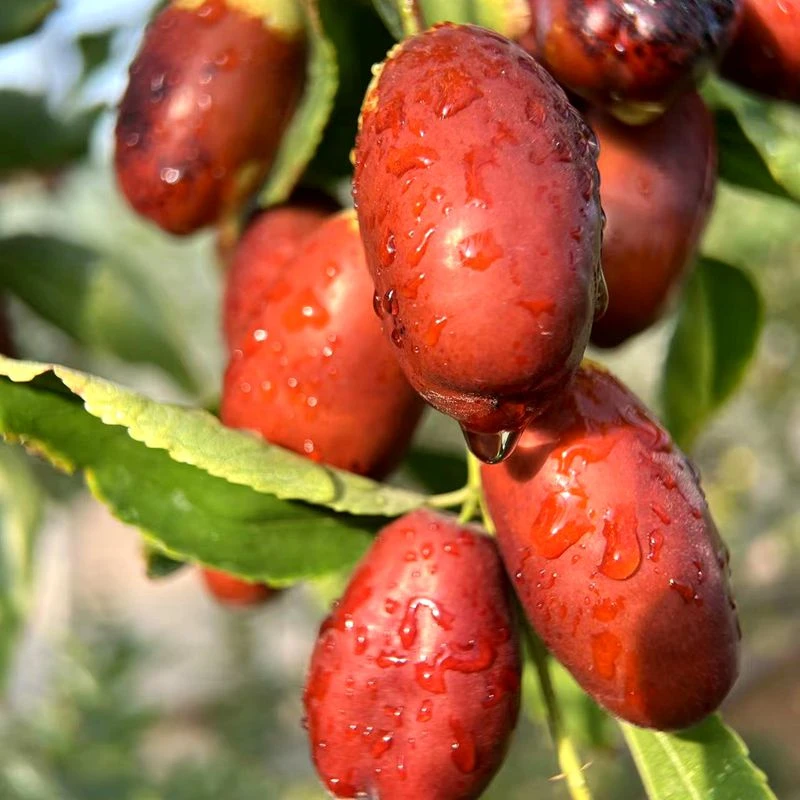 宁夏特产灵武长枣新鲜枣皮薄脆甜当季水果新鲜精品店水果大枣