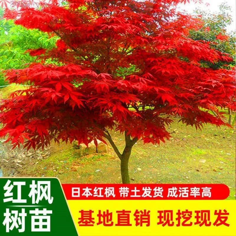 精品红枫进口品种景观造型庭院三季四季庭院绿化室外耐寒别墅可种