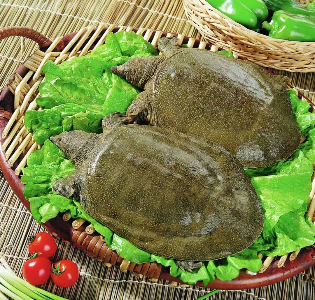 3只外塘大甲鱼共6-7斤 生猛藕塘甲鱼中华老鳖青黑花甲鱼顺丰包邮