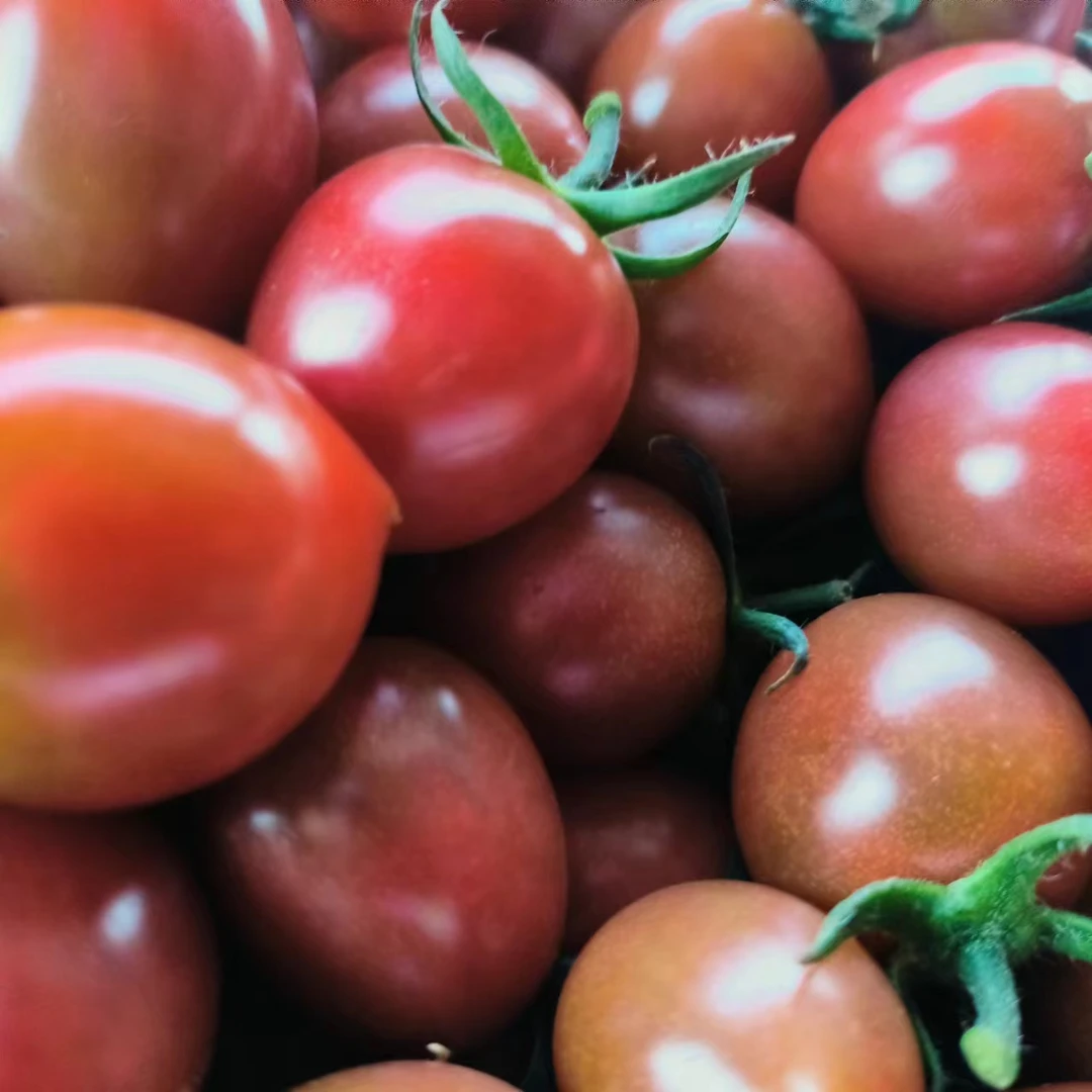 樱桃西红柿新鲜天津市