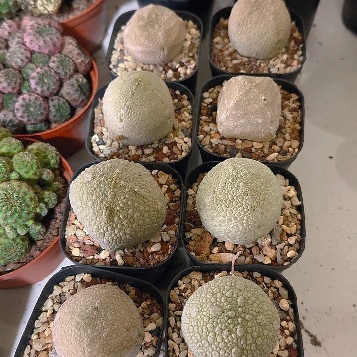 精品凝蹄玉仙人球