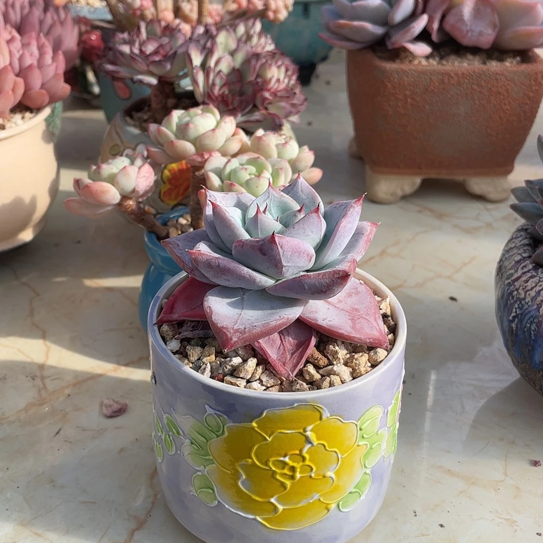 脱土发货走快递呀