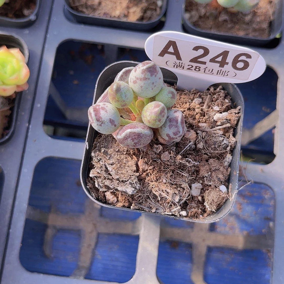 A246鼓吹水泡一物一拍