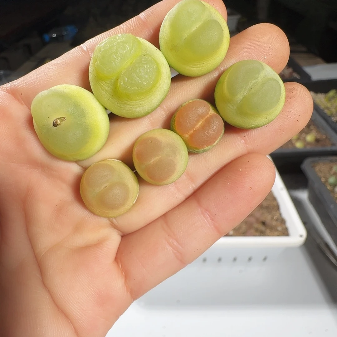 崔***儿多肉植物福利拉登