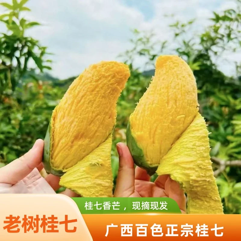 【小春花专属】广西田东桂七现摘现发自然果香爆甜应季水果老树桂七