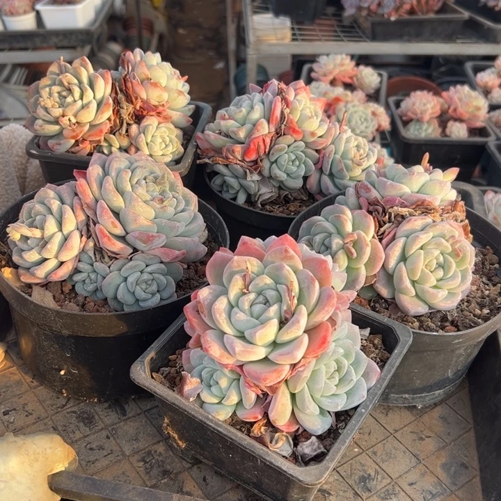 精品多肉植物老桩冰玉群