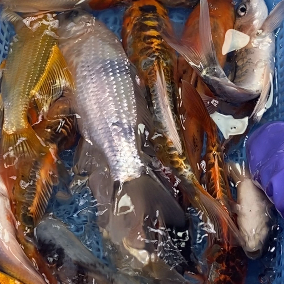 锦鲤冷水锦鲤包邮