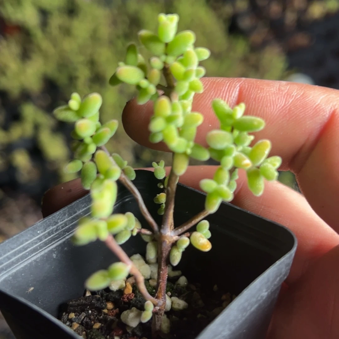 实生糖球55杯老桩福利