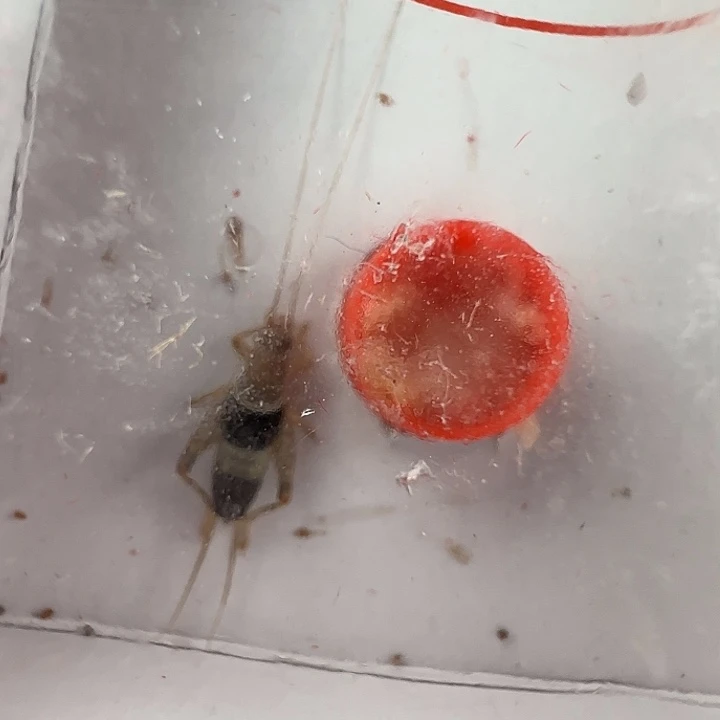 蟋蟀水墨仙子一只………………