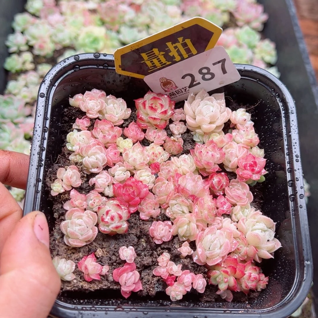 多肉植物多肉植物