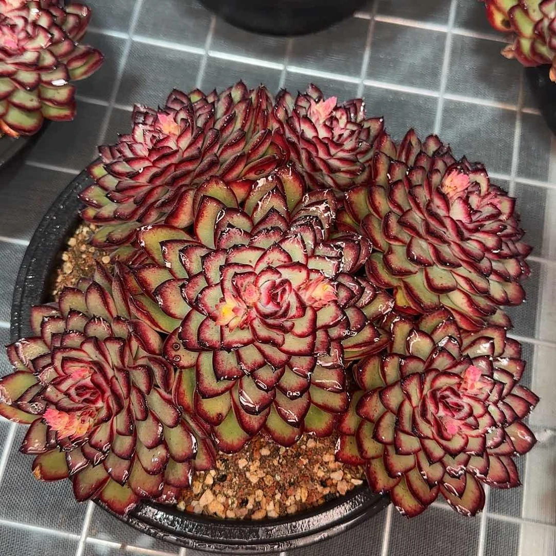 从前慢花园精选肉酱玫瑰