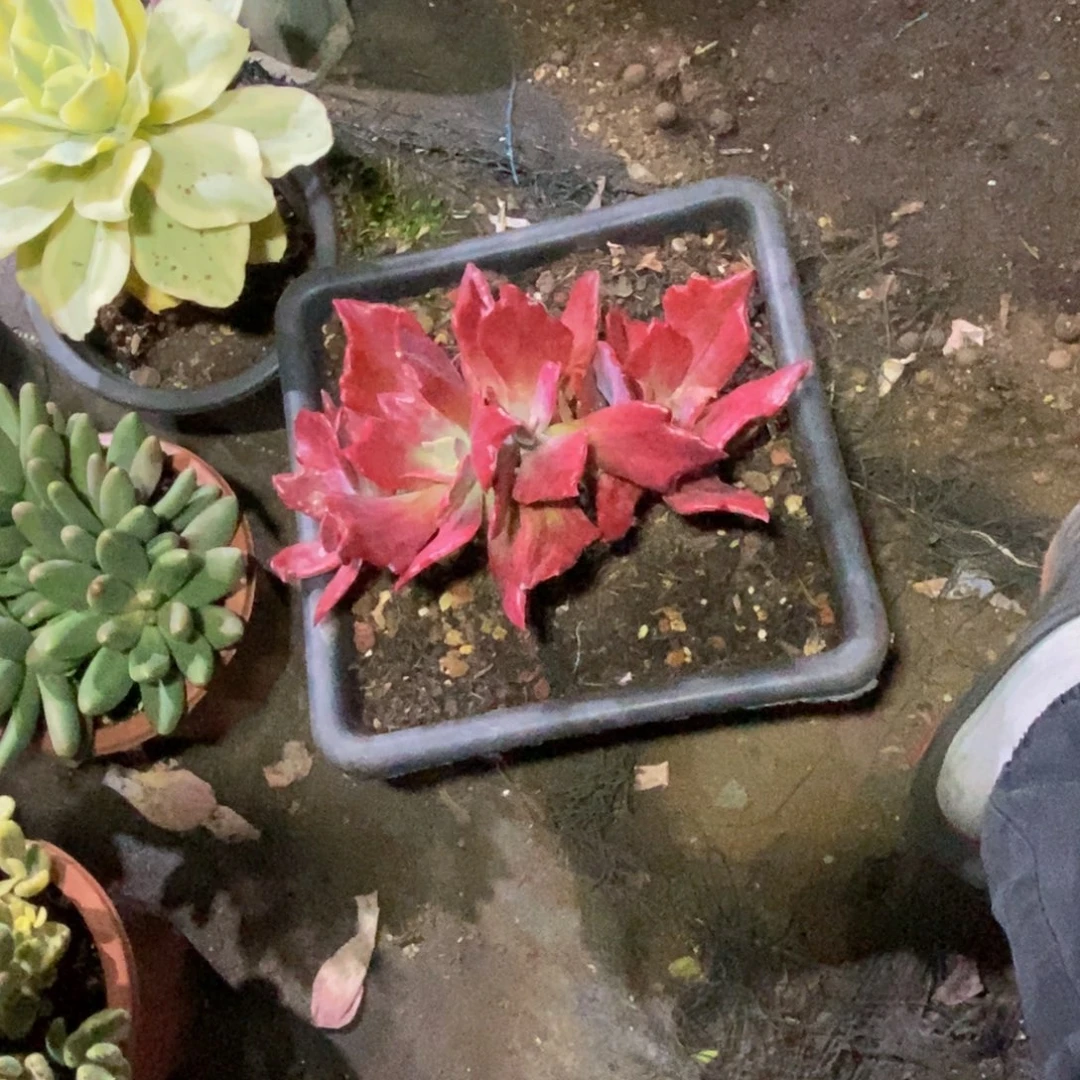 钻石锦一物一拍的