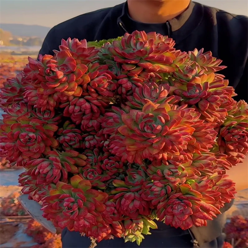 零花钱多肉    地栽红稚莲     多肉植物   种植   施肥