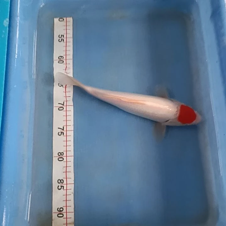 海水鱼顺丰包邮开箱包活3