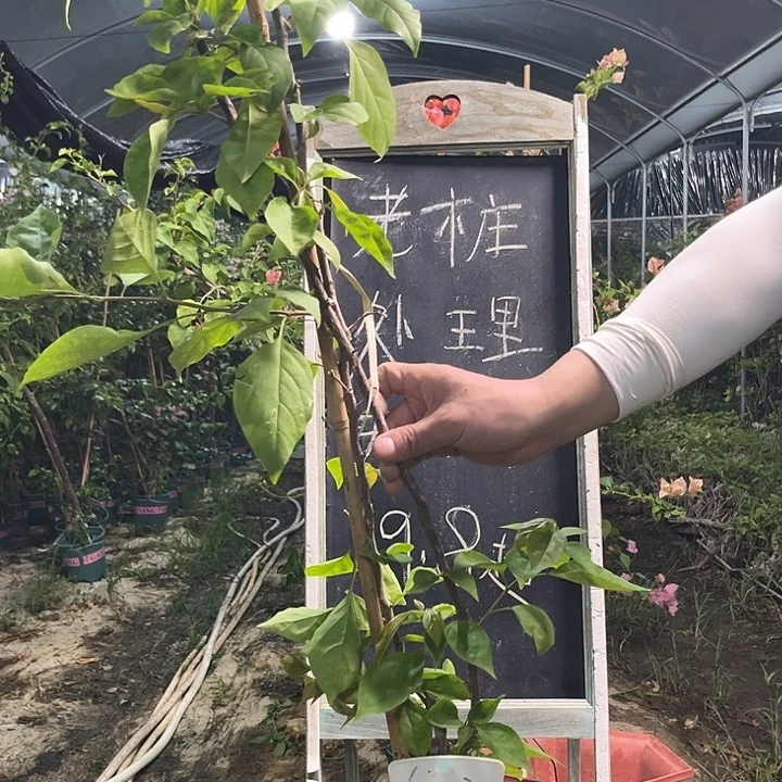 无花朵三角梅三角梅602
