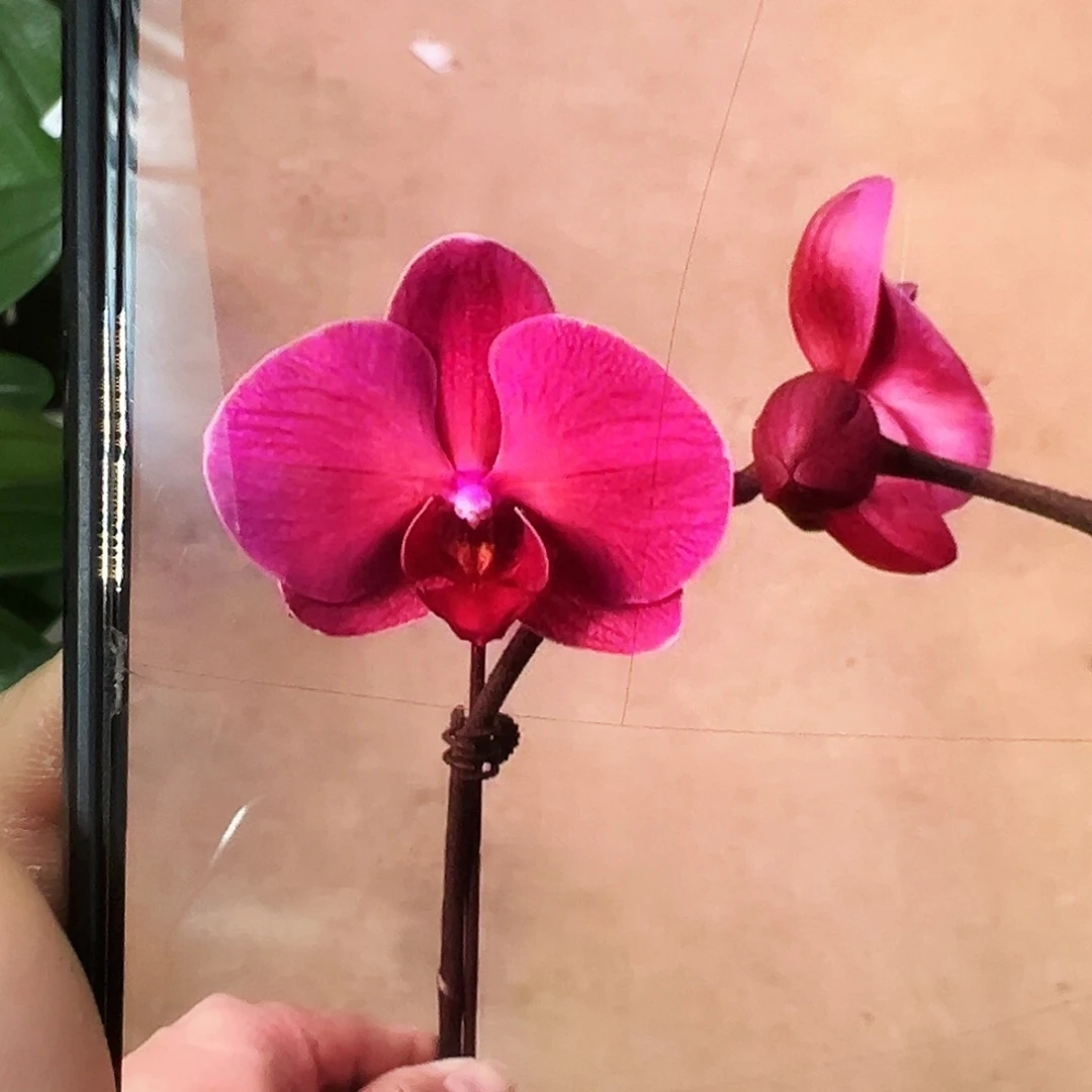当前无花栽培后可以开花3寸紫霞仙子浮力请凑单一颗不发货