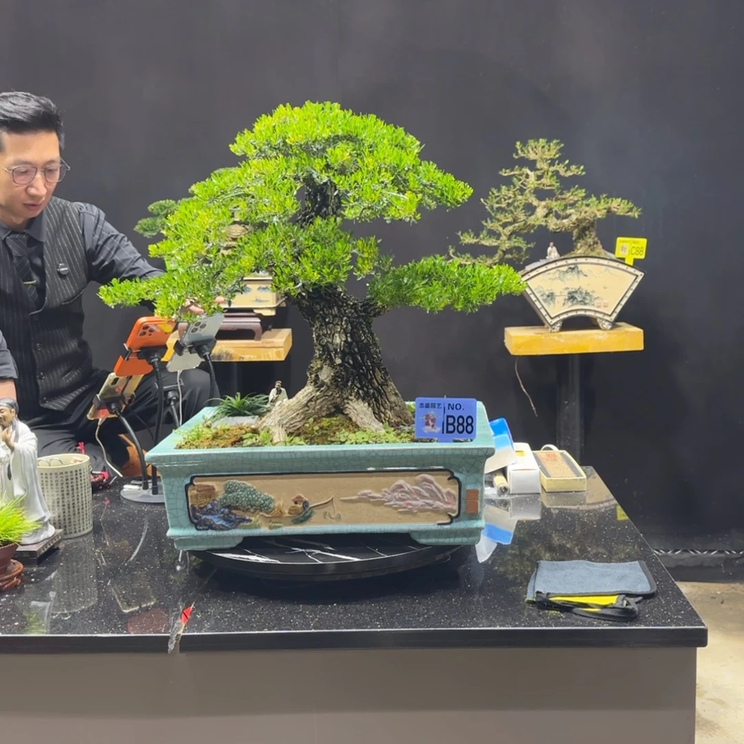 以实际为准黄杨室内室外盆景艺术