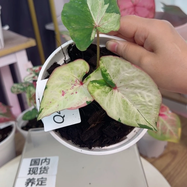 无花朵泰彩啊松凯Q4082