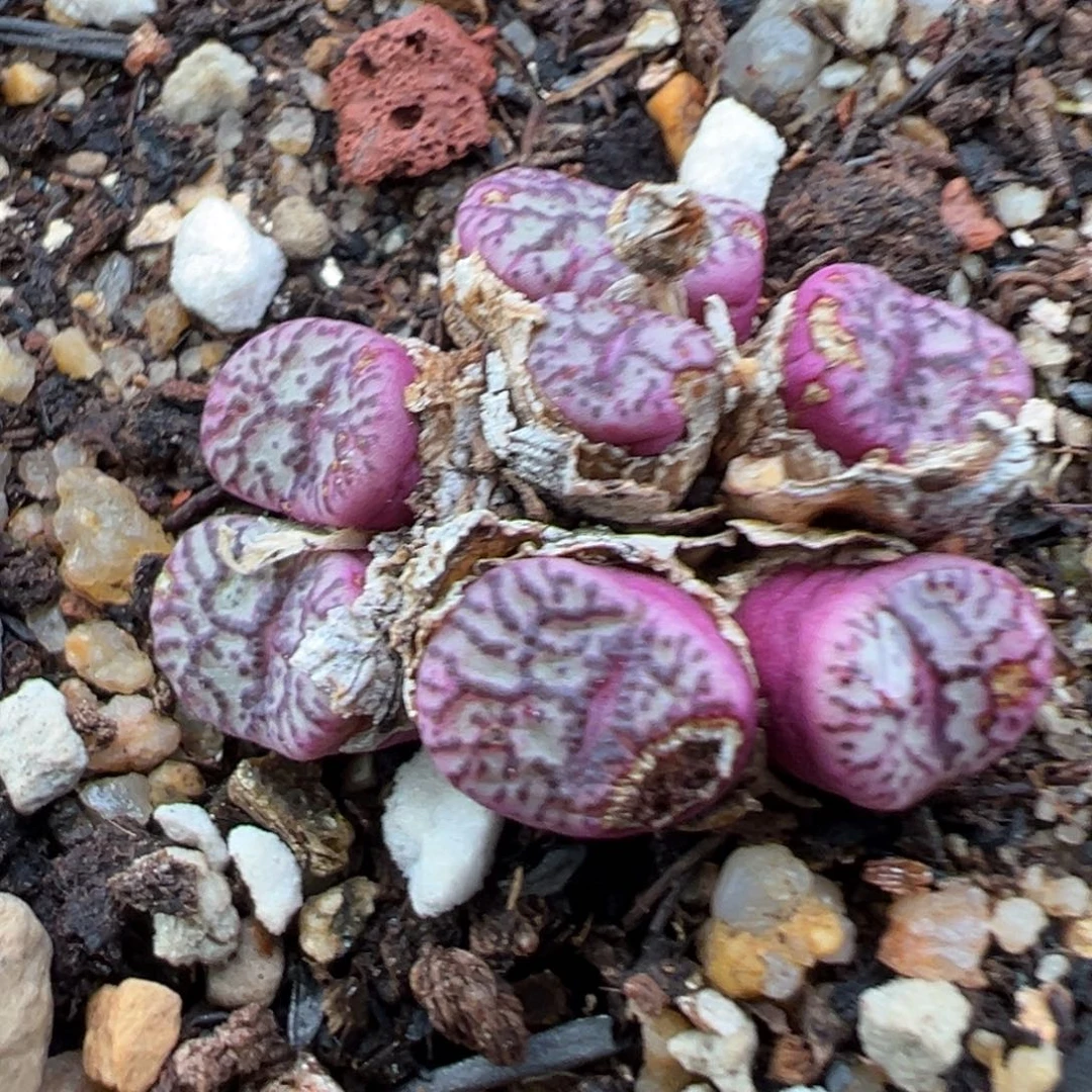 7.17好看的多肉脱土发货735