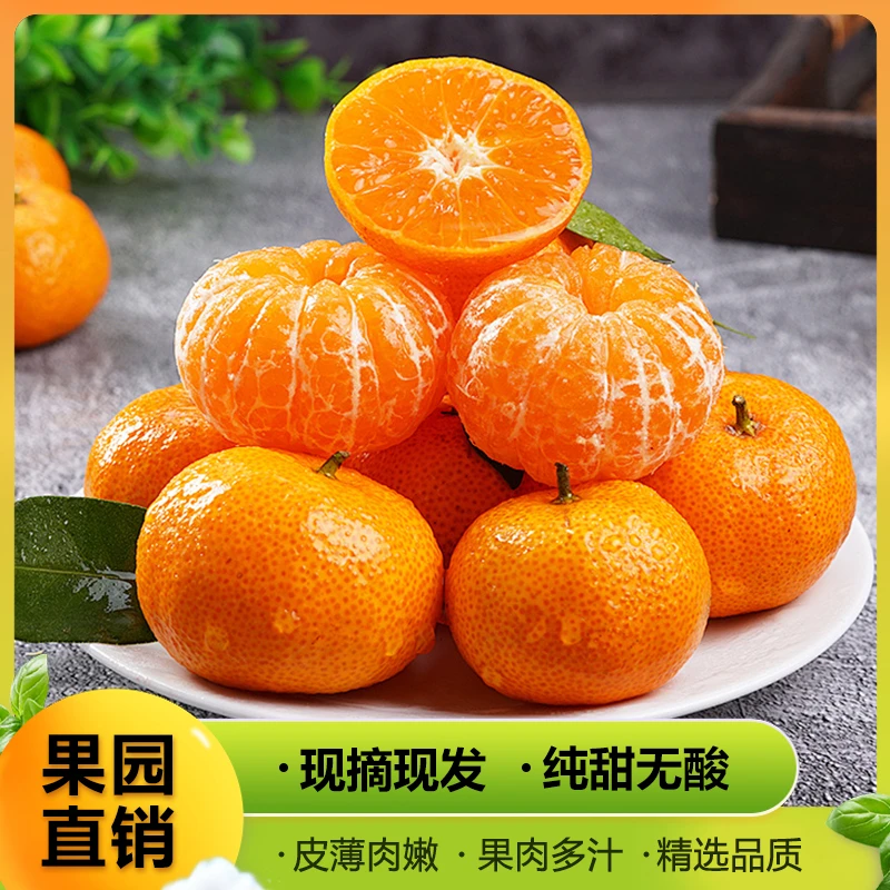 正宗砂糖红桔果色橙红现摘现发清爽皮薄肉厚应季水果香甜多汁