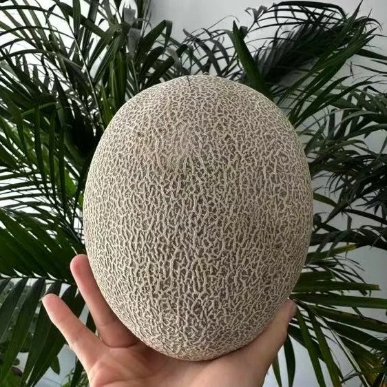 新疆直发绿色瓜肉正宗当季新鲜哈密瓜西木托香甜爆汁多吃不上火