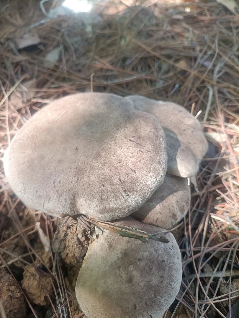 云南露天林下种植新鲜灰虎掌菌下饭菜下酒菜