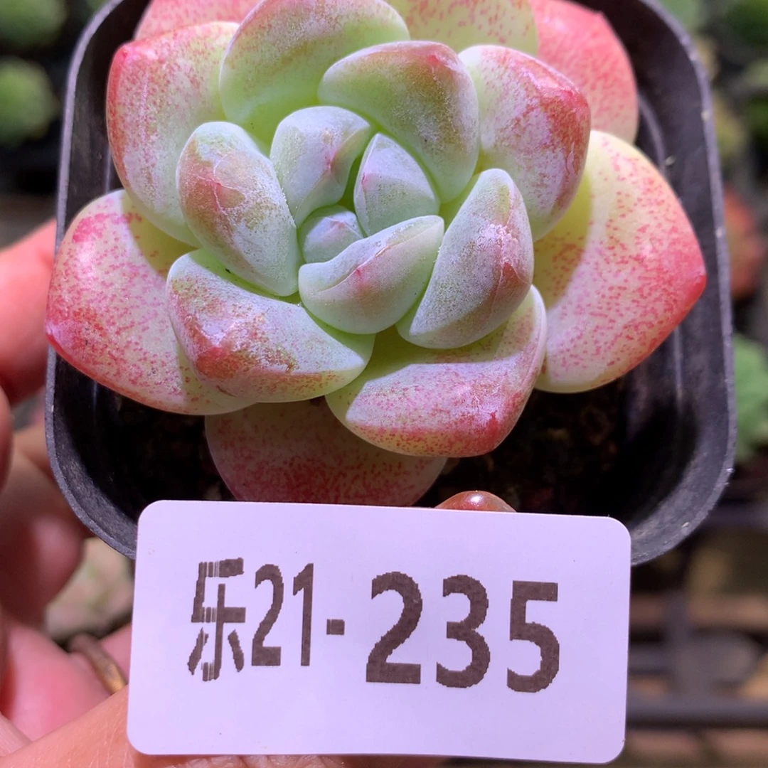 乐然21-235 冰玉