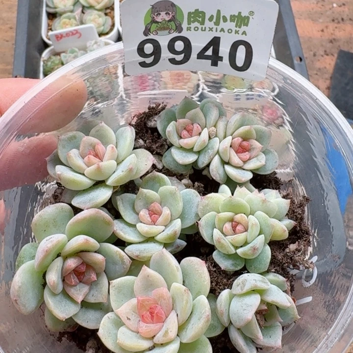 多肉植物多肉植物