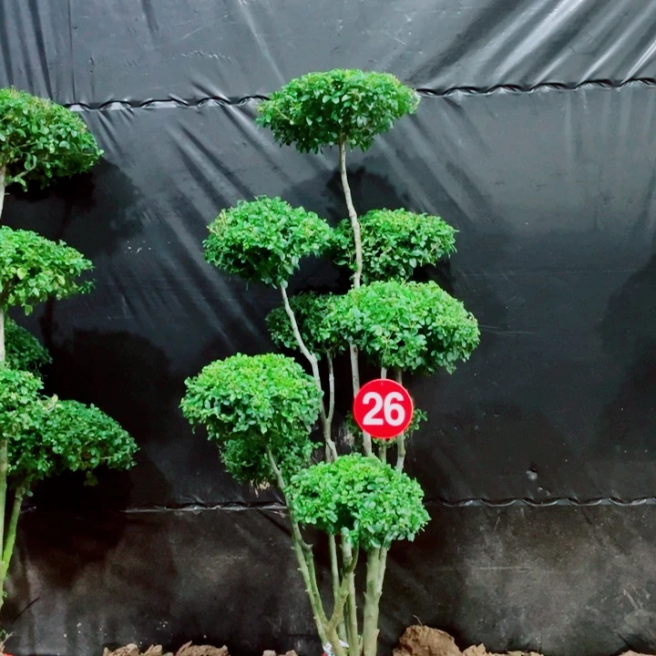 无花朵一物一拍一物一拍