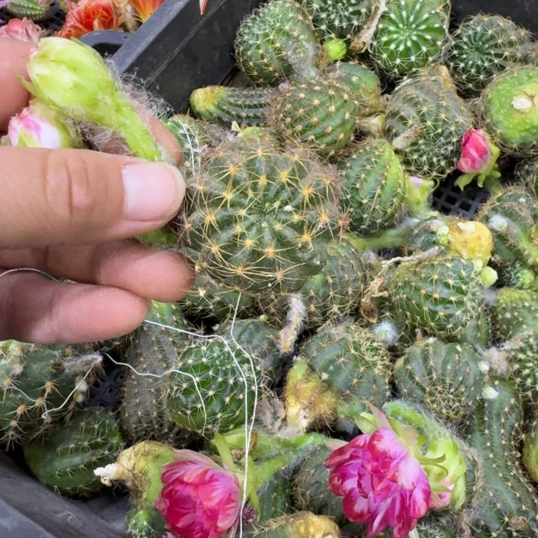 新品荷花歪无根侧牙3公分左右，20包邮很小