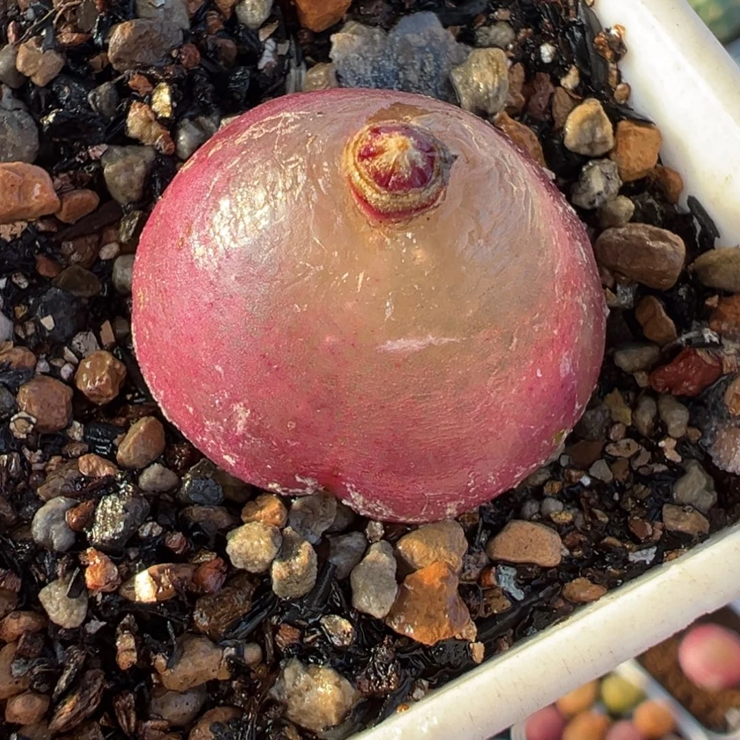 022多肉植物种类多样