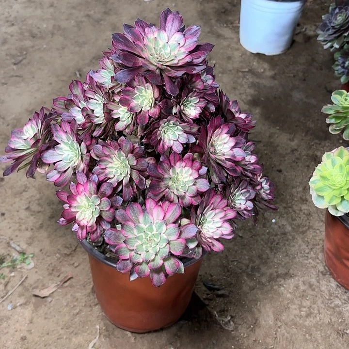 风***！多肉植物法师雪姬87
