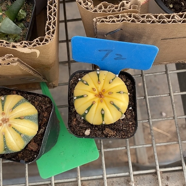 开***。漂亮的小仙女们都来看看